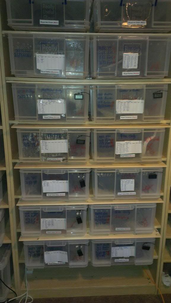 Our New IKEA racks Page 7 Reptile Forums